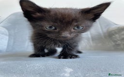 Mixed Breed cats for sale: Adorable kittens  - Image 16