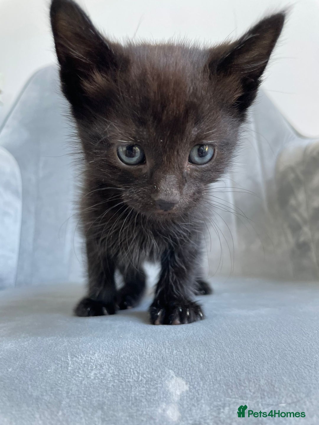Mixed Breed cats for sale: Adorable kittens  - Image 16