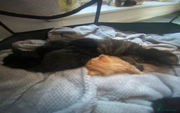 Mixed Breed cats for sale: 9 beautiful healthy kittens - Image 2