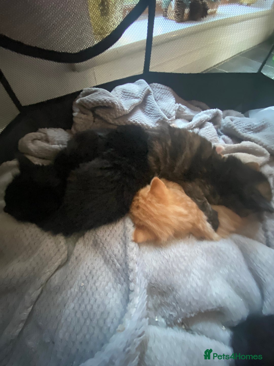 Mixed Breed cats for sale: 9 beautiful healthy kittens - Image 2