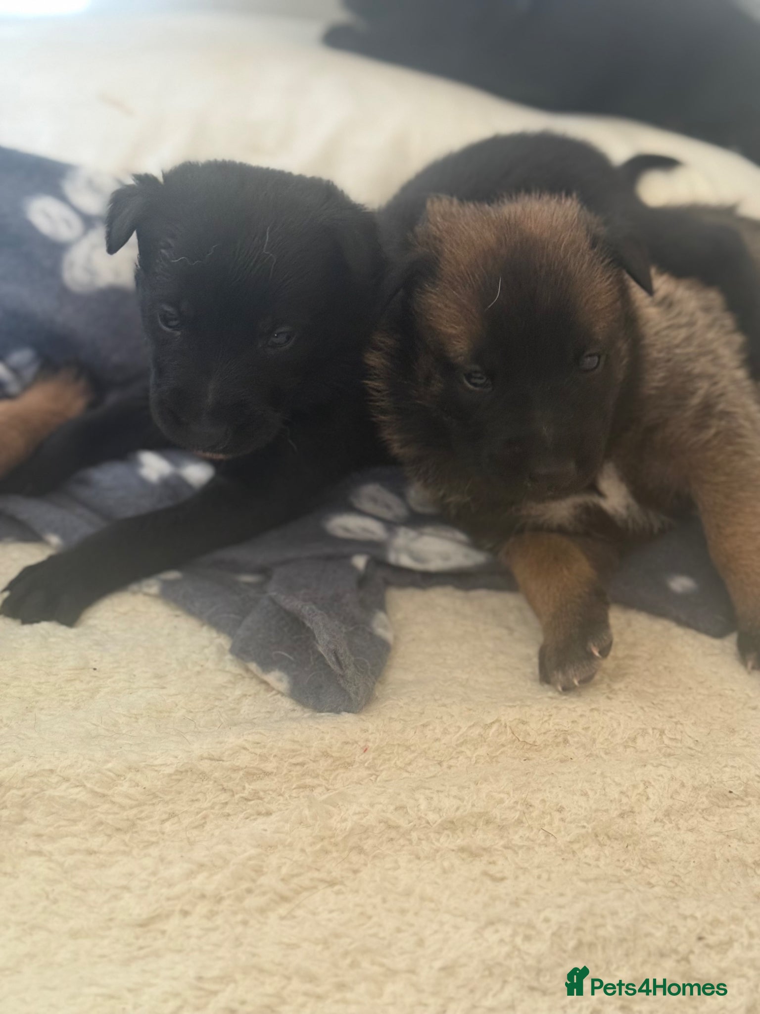 Belgian Shepherd Dog dogs 🔥 BELGIAN MALINIOS PUPPIES FOR SALE 🔥  - Advert 10