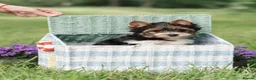 Yorkshire Terrier dogs for sale: Purebred 4 Generation Puppies - Advert 2
