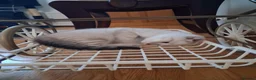 Scottish Fold cats for sale: Two beautiful Scottish Fold kittens - Advert 9