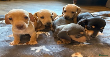 Miniature Dachshund dogs - Advert 4