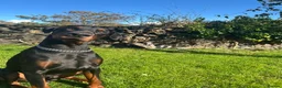 Dobermann dogs for sale: !! 1 FAWN MALE LEFT!! Dobermann puppies for sale  - Advert 24
