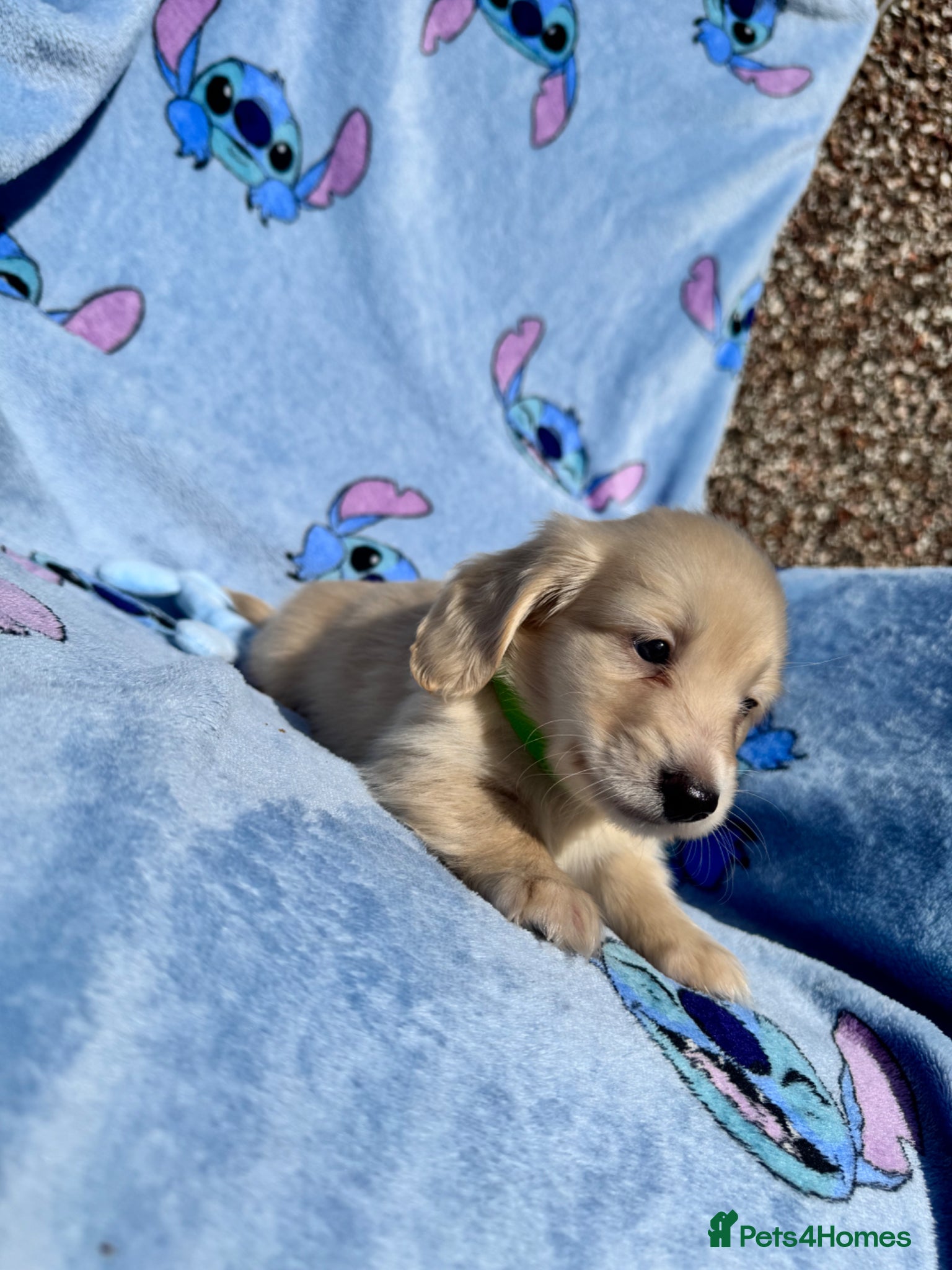 Miniature Dachshund dogs KC mini cream long hair with beautiful coats - Advert 2