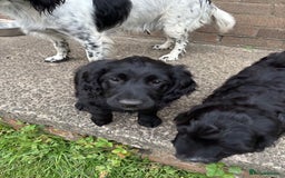 Mixed Breed dogs for sale: Sprockapoo Puppies in Bargoed - Image 11