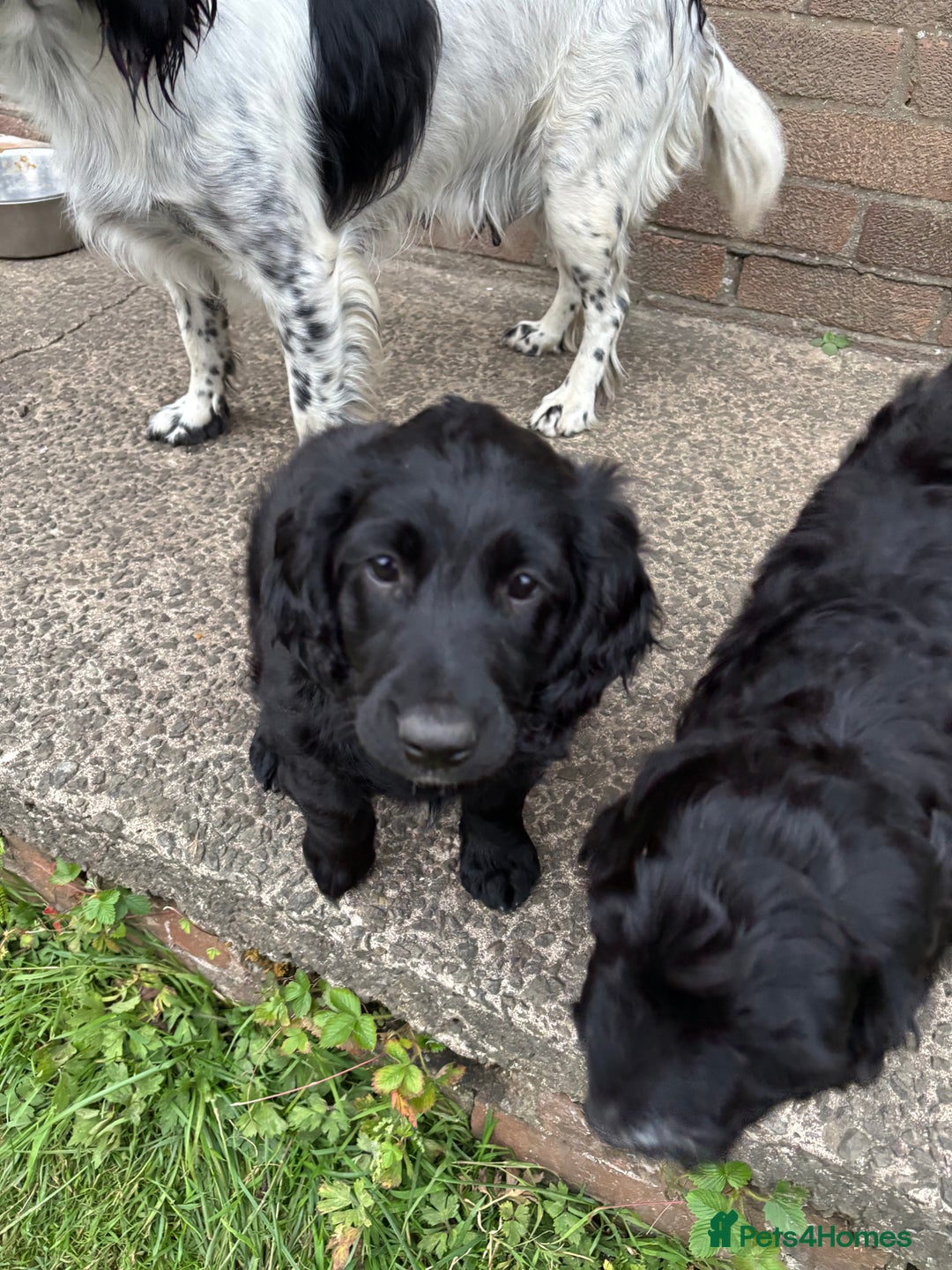 Mixed Breed dogs for sale: Sprockapoo Puppies in Bargoed - Image 11