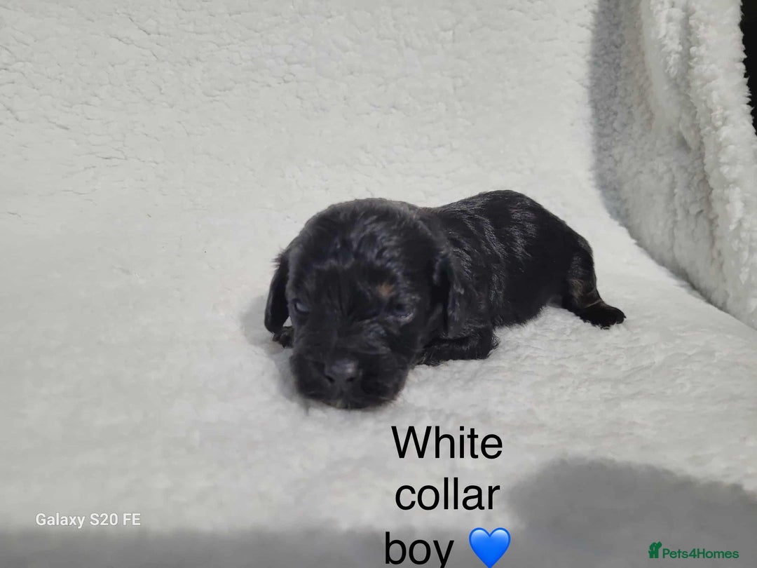 Cavapoo dogs for sale: Stunning litter of cavapoos - Image 14