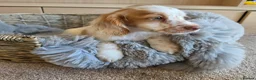 Cocker Spaniel dogs for sale: Working type Cocker spaniels- ready to leave now! - Advert 19