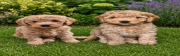 Labradoodle dogs for sale: Multi generation miniature Labradoodle - Advert 38