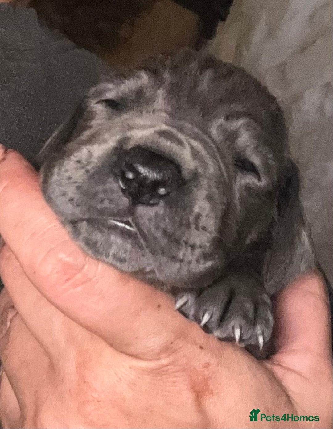 Great Dane dogs for sale: Stunning Great Dane Puppies  - Advert 30