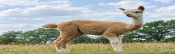 Alpaca livestock for sale: A very special breeding group of 16 alpacas - Advert 7