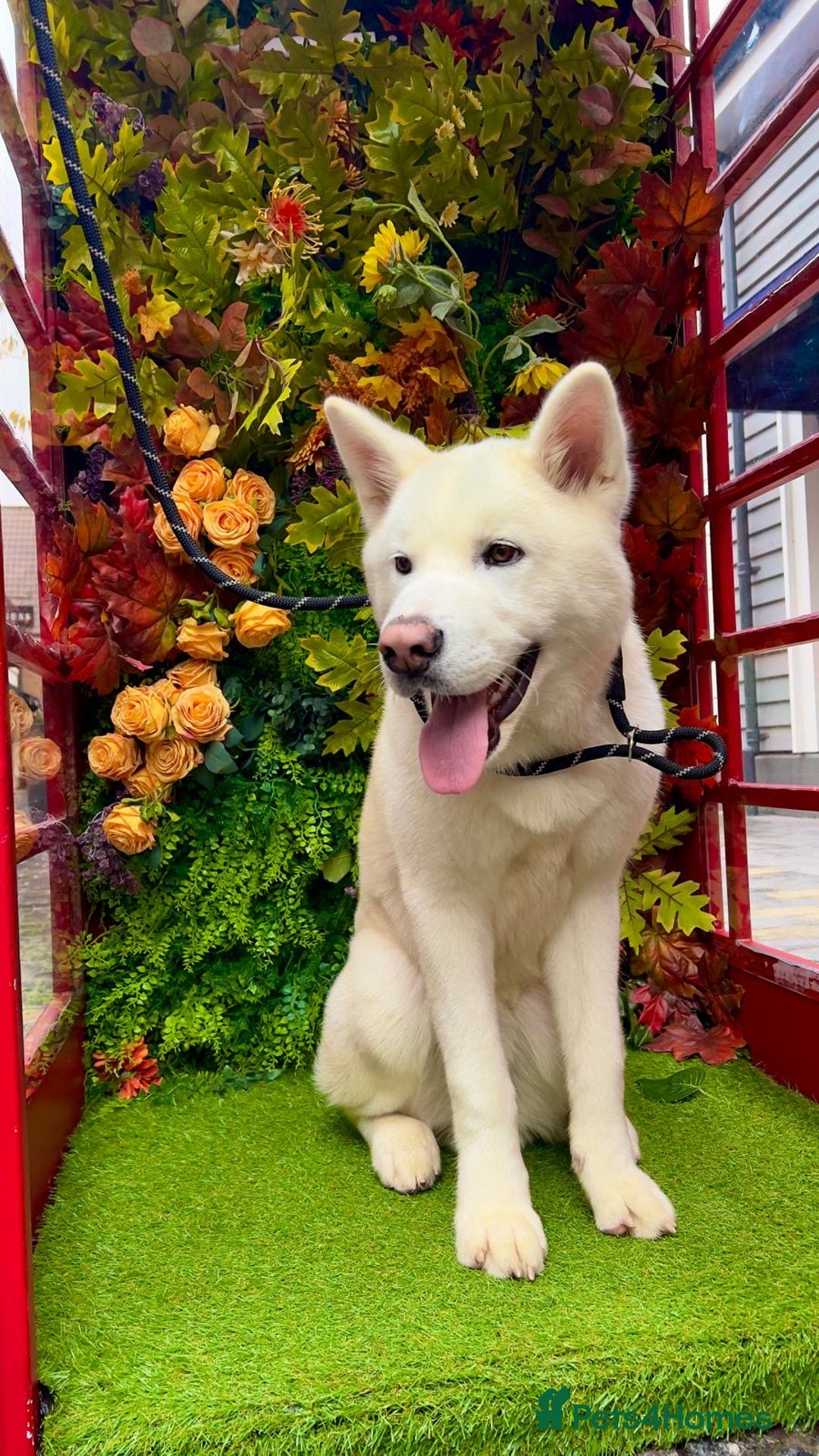 Japanese Akita Inu dogs for sale: Akai  - Advert 7