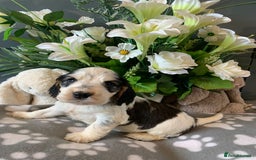 Cocker Spaniel dogs for sale: Health tested KC reg show type cocker spaniels  in Abergele - Image 30