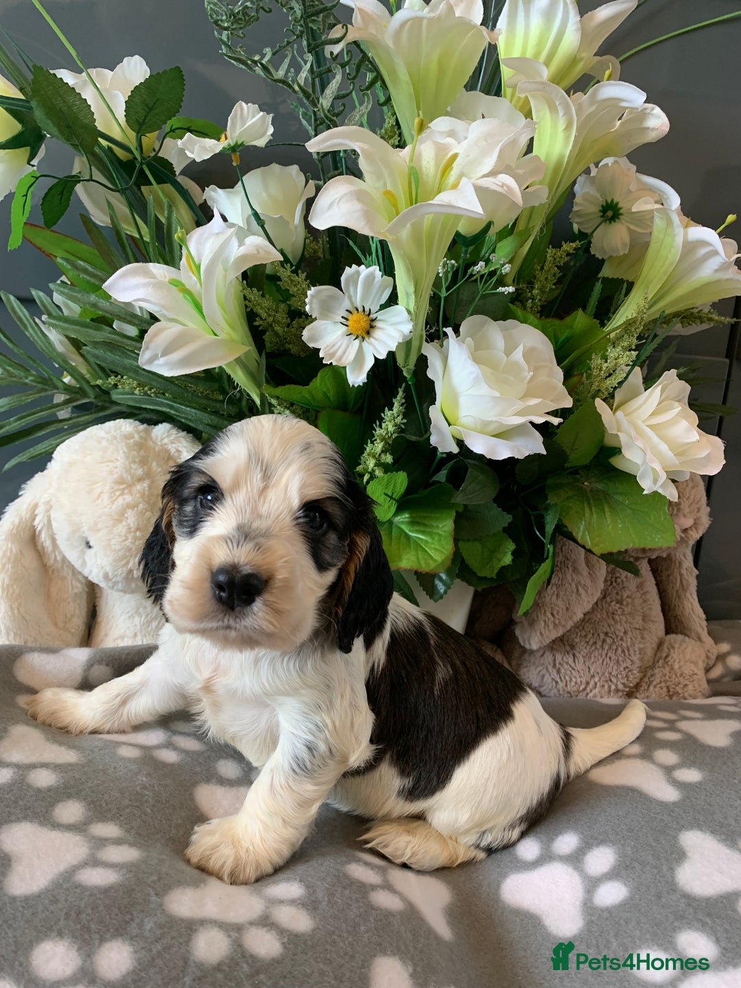 Cocker Spaniel dogs for sale: Health tested KC reg show type cocker spaniels  in Abergele - Image 30