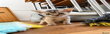 Abyssinian 2