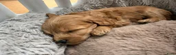 Toy Poodle dogs for sale: Toy Poodle Puppies - Advert 4