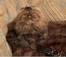 Persian cats Magnificent Show Quality Boy - Advert 2