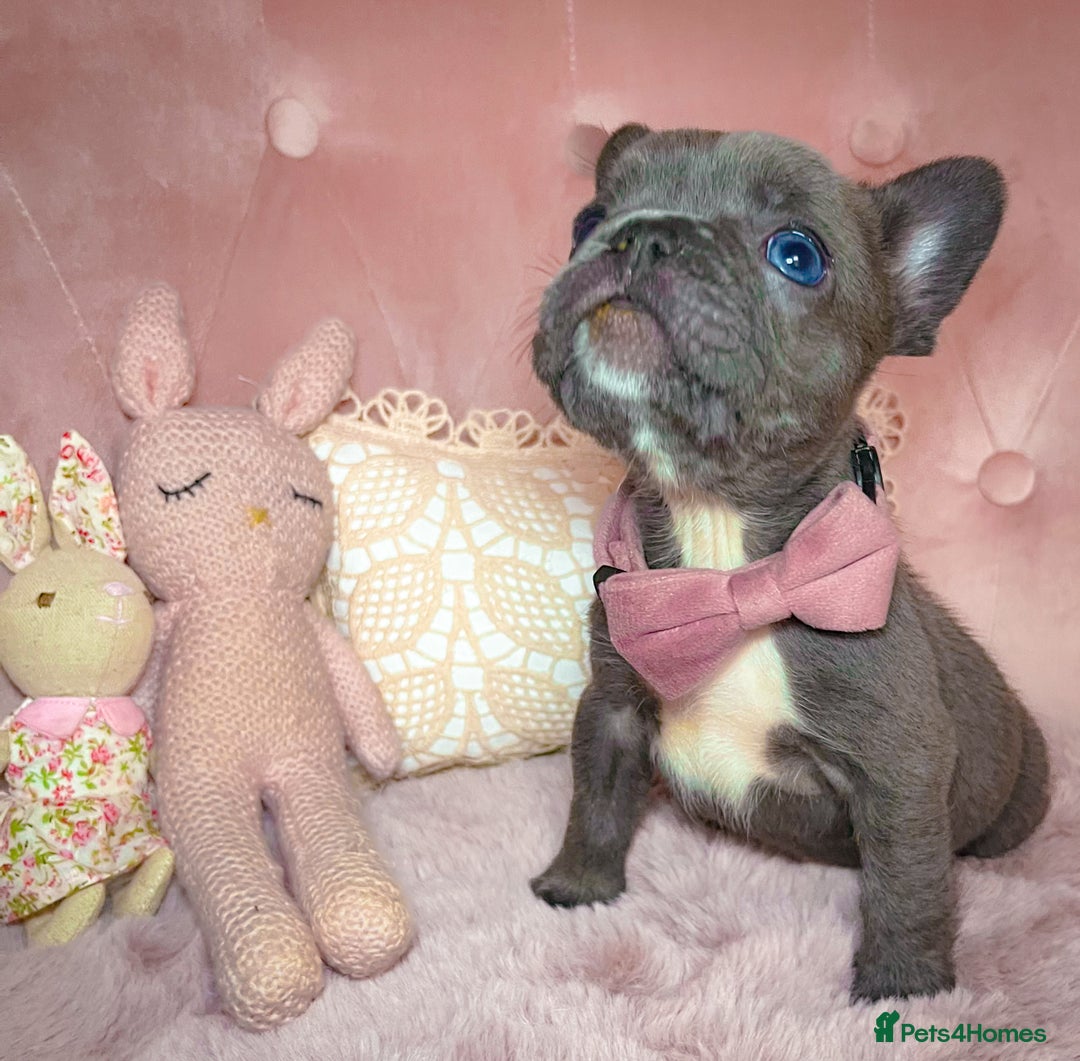 French Bulldog dogs for sale: 🌸Isabella,Rojo,Lilac,Blue,Chocolate🌸 - Advert 1