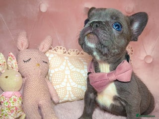 French Bulldog dogs 🌸Isabella,Rojo,Lilac,Blue,Chocolate🌸 - Advert 1