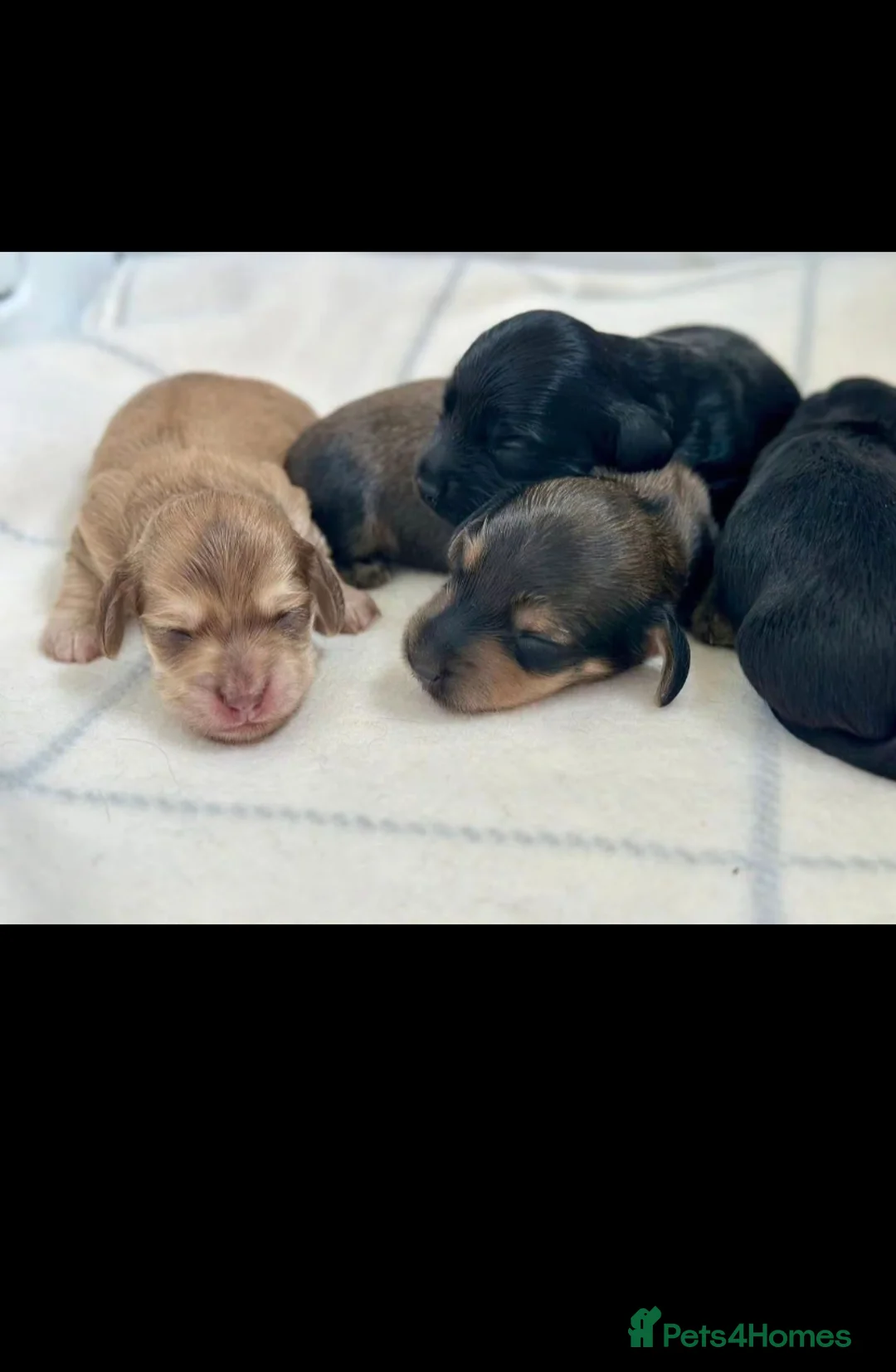 Miniature Dachshund dogs for sale: Stunning Litter of Mniature Dachshund Puppies - Advert 13