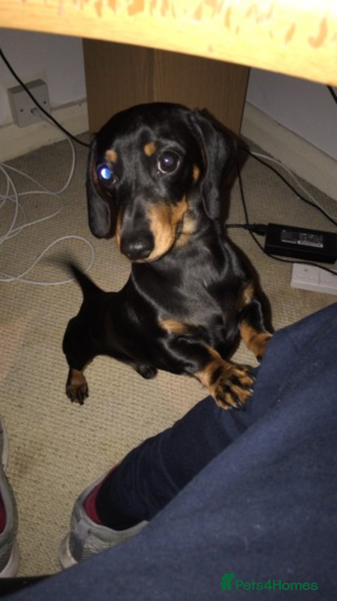 Miniature Dachshund dogs for stud: Pra Clear Black & Tan Mini Dachshund For Stud in Redhill - Image 8