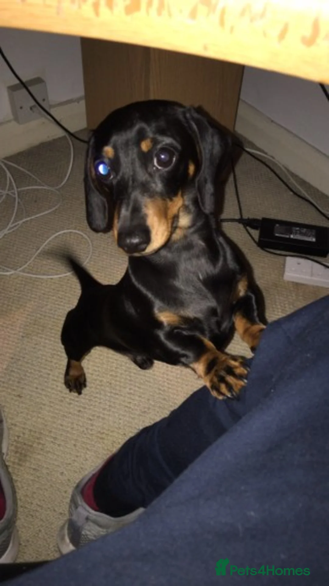 Miniature Dachshund dogs for stud: Pra Clear Black & Tan Mini Dachshund For Stud in Redhill - Advert 8