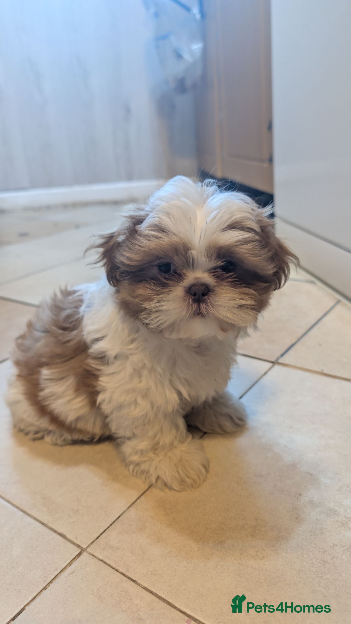 Shih Tzu dogs Cute little shihtzu puppy - Advert 2