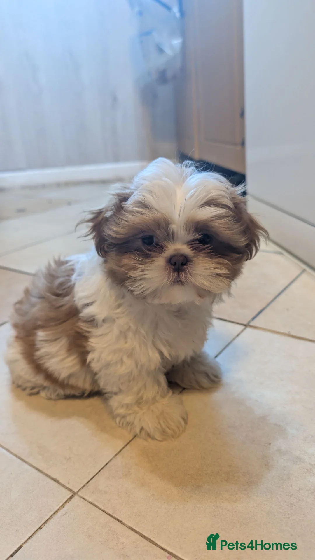 Shih Tzu dogs for sale: Cute little shihtzu puppy - Advert 2