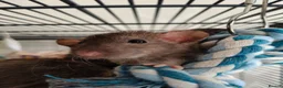 Rat rodents for sale: Baby rats! Mixed sexes and colours in Sheffield - Advert 9