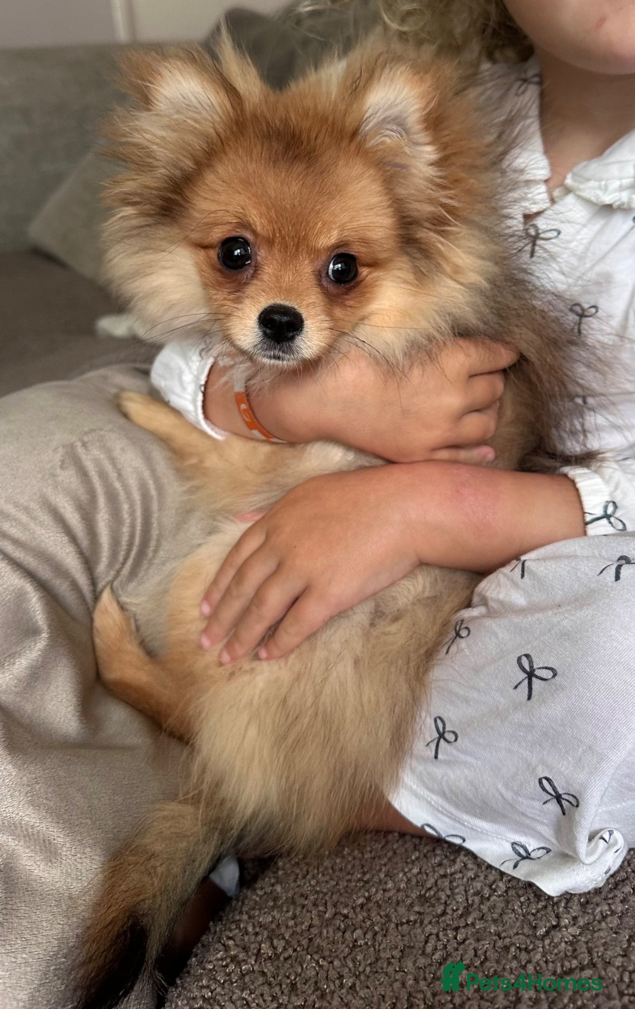 Pomeranian dogs RUSSIAN CHAMPION KC FEMALE POMERANIAN  - Advert 1