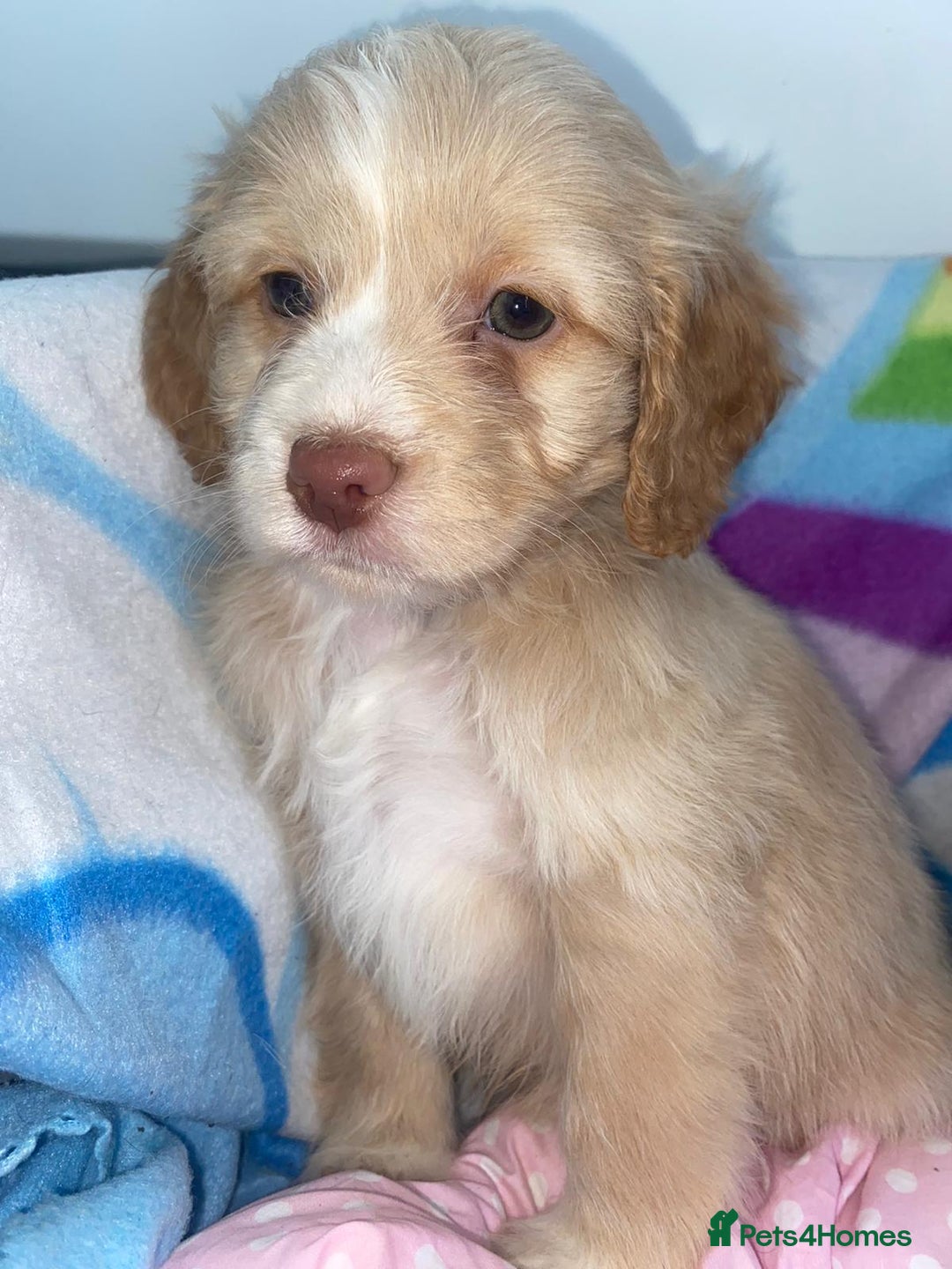 Cockapoo dogs for sale: Cockerpoo for sale  - Advert 7