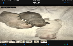 French Bulldog dogs for sale: 3 beautiful French bulldogs  - Image 5