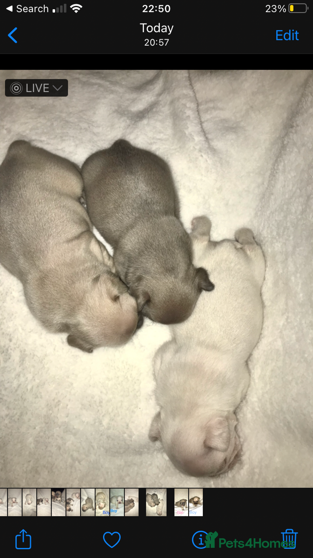 French Bulldog dogs for sale: 3 beautiful French bulldogs  - Image 5