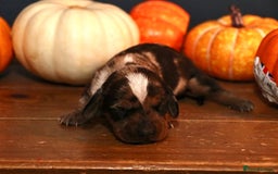 Miniature Dachshund dogs for sale: Pedigree KC show line miniature dachshund puppies  - Image 13