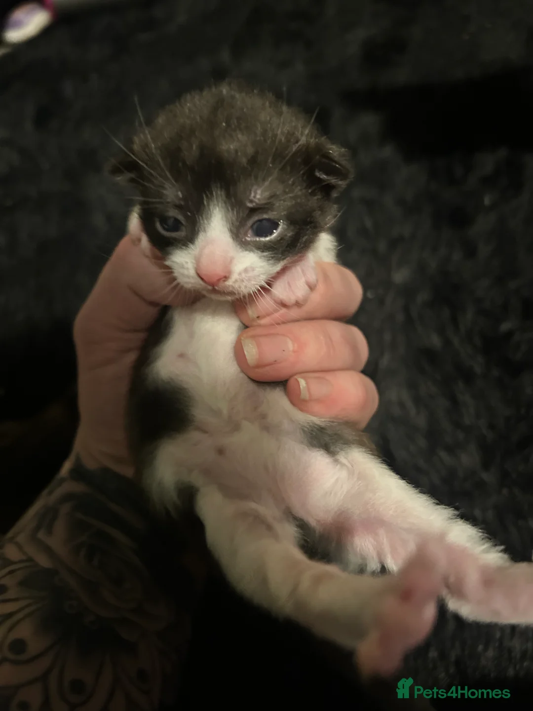 British Shorthair cats for sale: 3 black and white kittens  - Advert 4