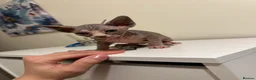 Sphynx cats for sale: Adorable female Sphynx  - Advert 1