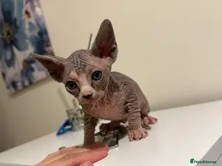 Sphynx cats Adorable female Sphynx - Advert 17
