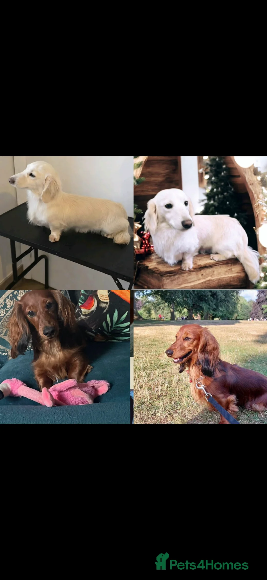 Miniature Dachshund dogs for sale: Long haired miniature dachshunds - Advert 12