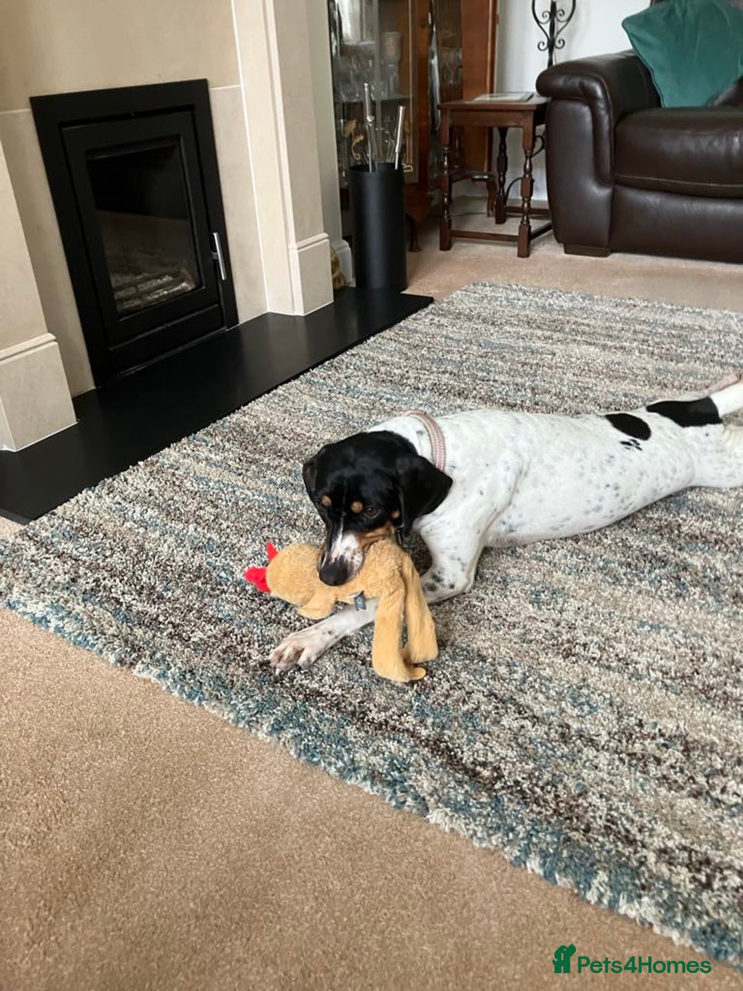 Mixed Breed dogs for adoption: Betty – 3 years old, female, Mixed Breed   - Advert 7