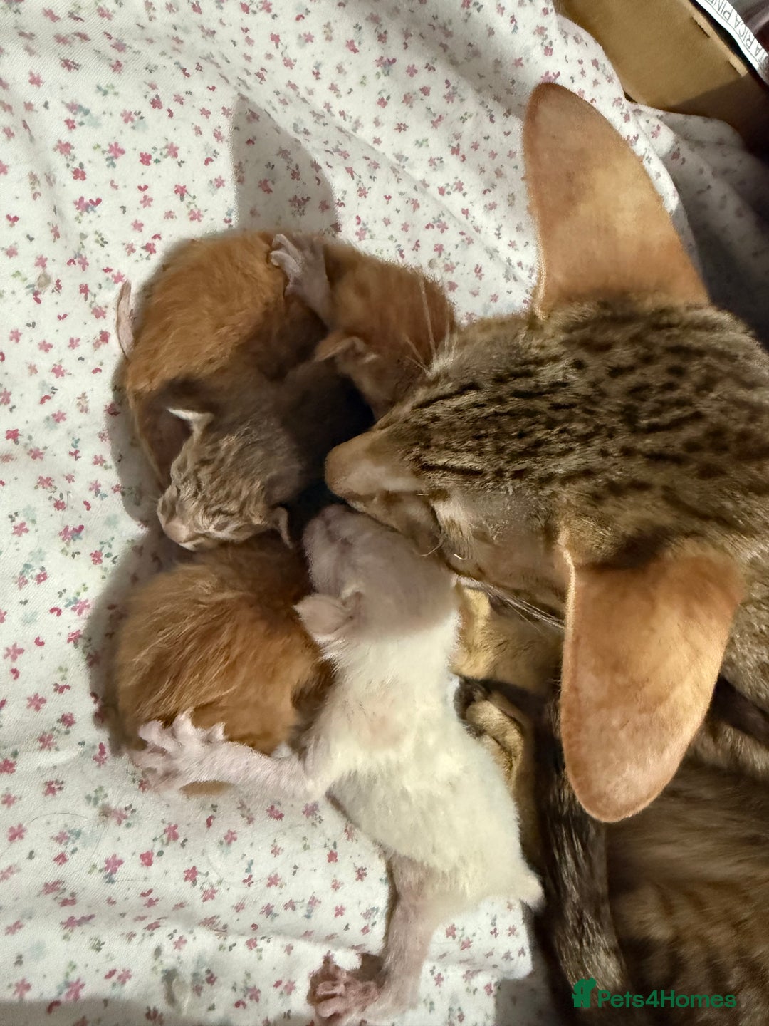 Oriental cats for sale: GCCF Oriental & Siamese Babies - Champion Lines - Advert 7