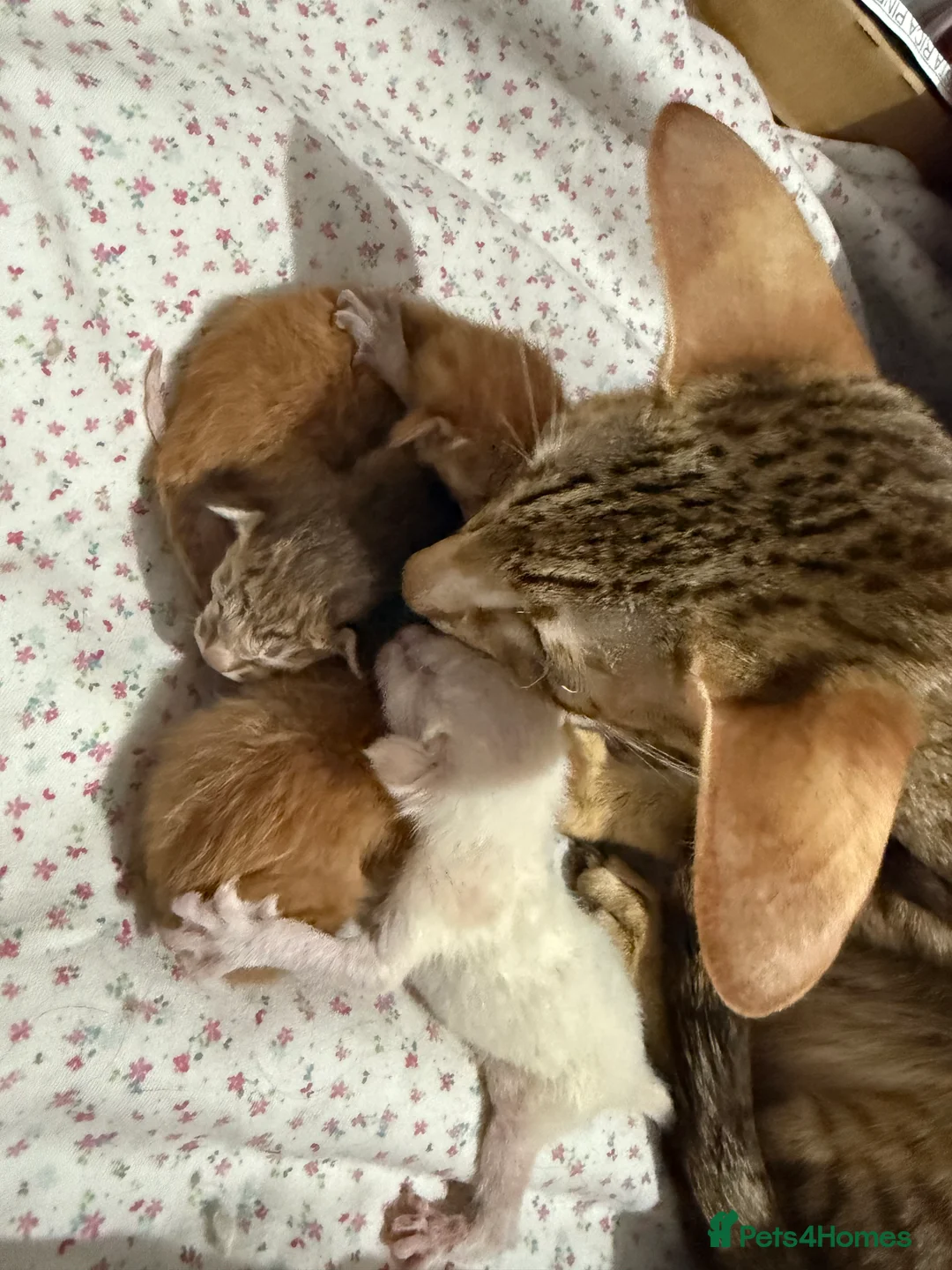 Oriental cats for sale: GCCF Oriental & Siamese Babies - Champion Lines - Advert 7