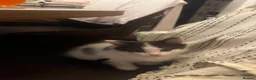 Mixed Breed cats for sale: Lovely kittens  - Advert 5