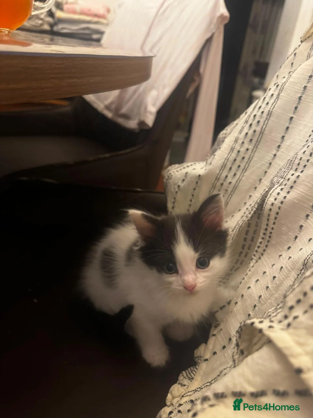 Mixed Breed cats for sale: Lovely kittens  - Advert 5