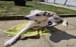 Mixed Breed dogs for adoption: 11 Month Old George is looking for a new home - Image 8