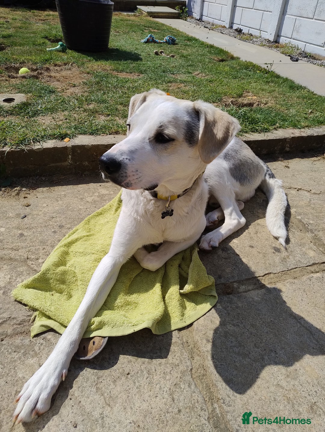 Mixed Breed dogs for adoption: 11 Month Old George is looking for a new home - Image 8