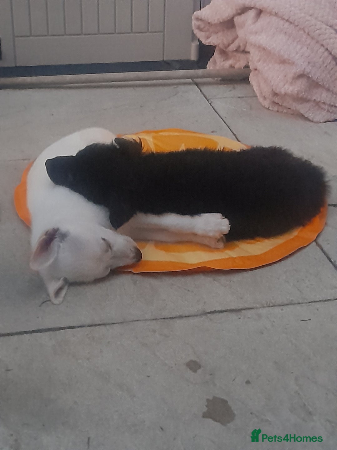 Shepsky dogs for sale: Female pup - Image 7