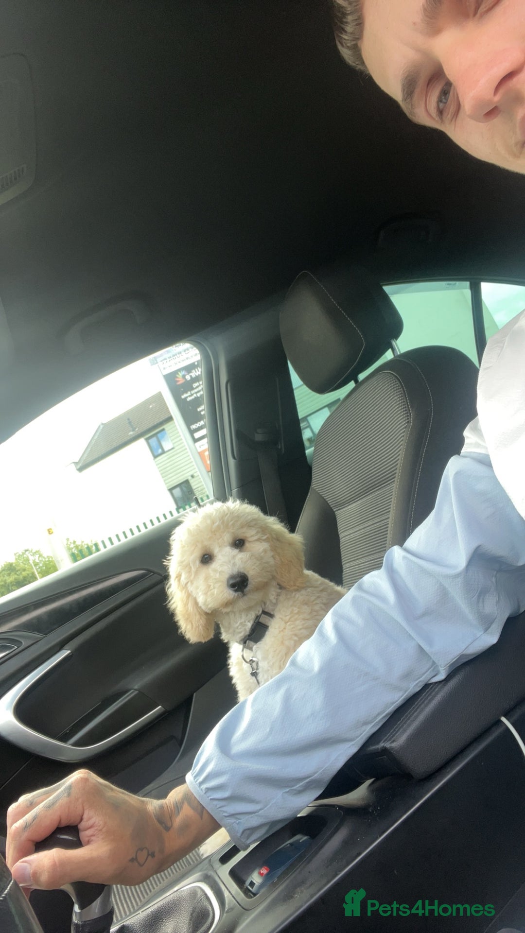 Cavapoochon dogs for sale: Cavapoochon - Image 3