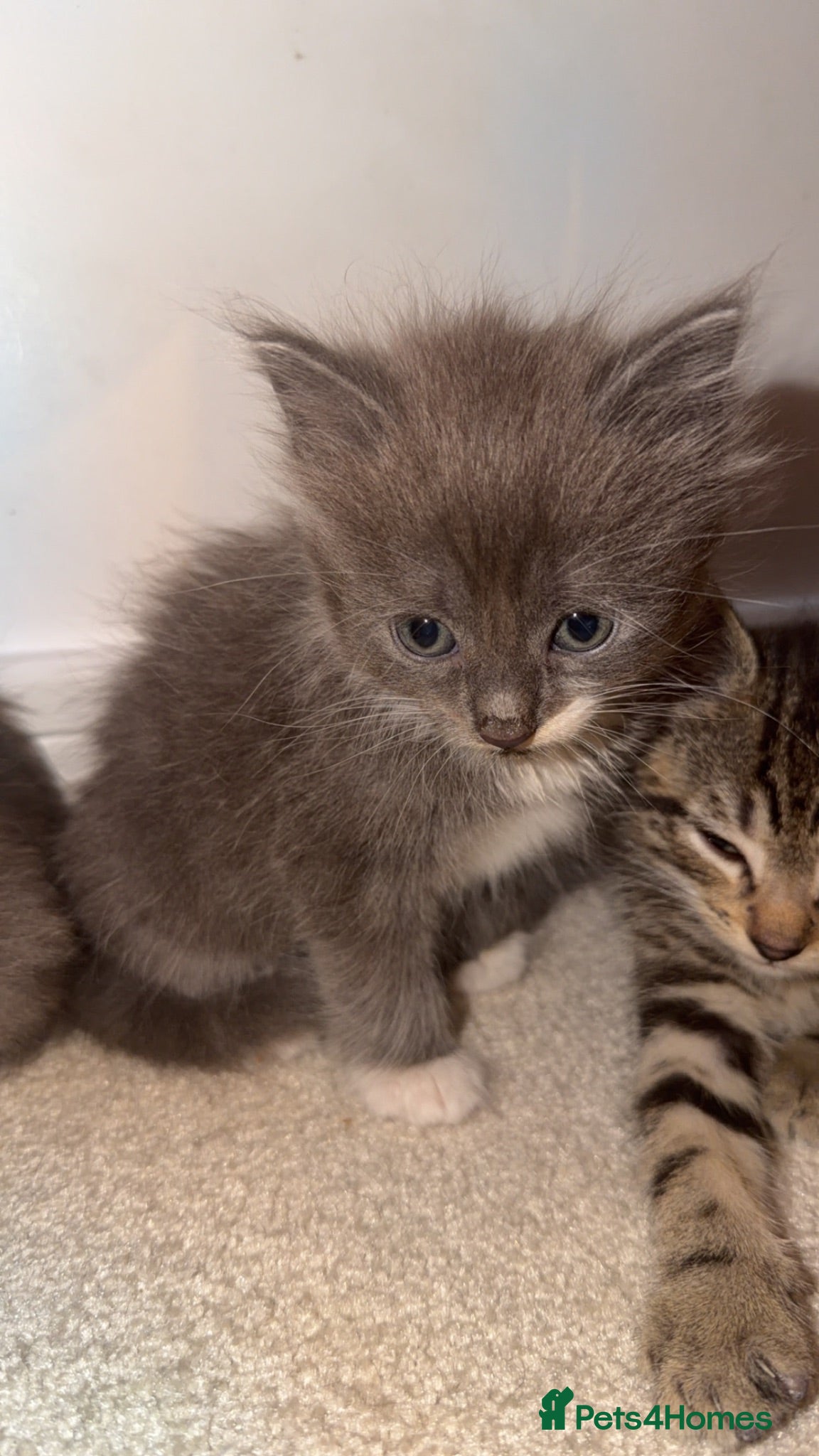 Mixed Breed cats Kittens (ready to go) - Advert 3